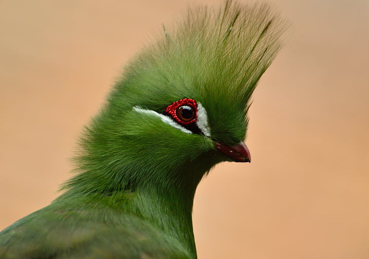 Guinee toerako 's, vogel, groene crested, exotische, dieren in het wild, kleurrijke