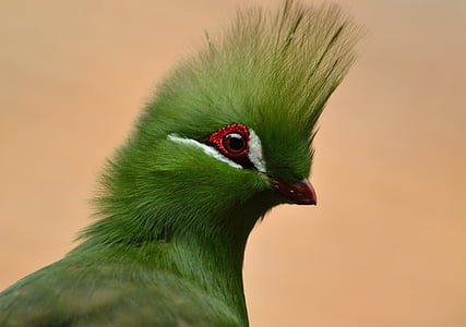 Gvinėjos turaco, paukštis, Kuoduotasis žalia, Egzotiški, Laukiniai gyvūnai, spalvinga