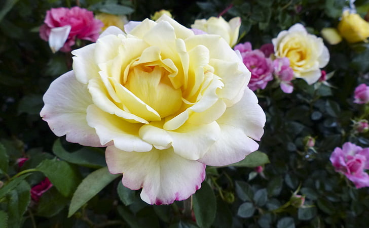 rosa, fiore, giallo, natura, elegante, floreale, amore