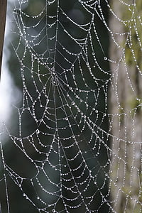 cobweb, network, orb web, arachnids, symmetry, dewdrop, drip