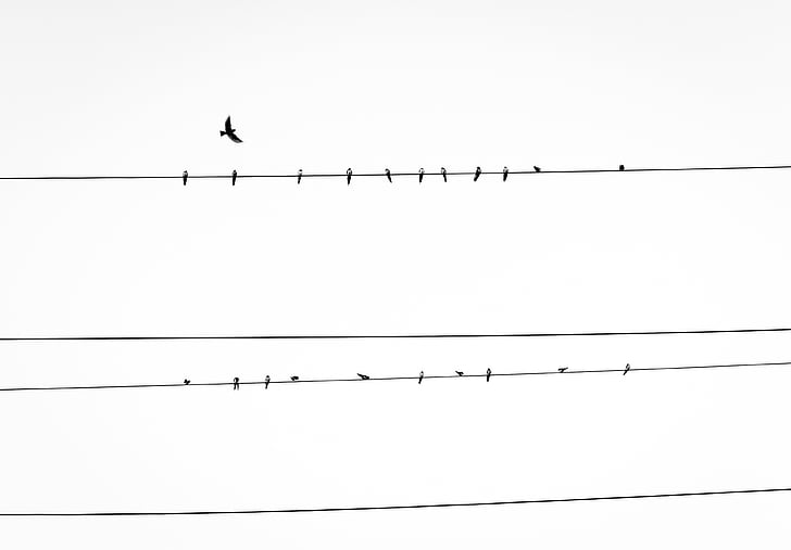 power, line, birds, power lines, animals, sky, bird