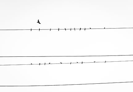 galia, linija, paukščiai, elektros linijos, gyvūnai, dangus, paukštis