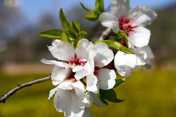 Almond tree, blomst, feltet