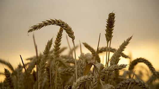 小麦, 清迈, 金黄色, 飽全, 收获, 四季, 美丽