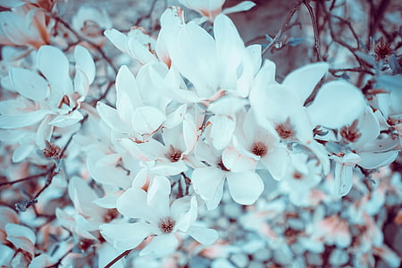 flower, white, petal, bloom, garden, plant, nature