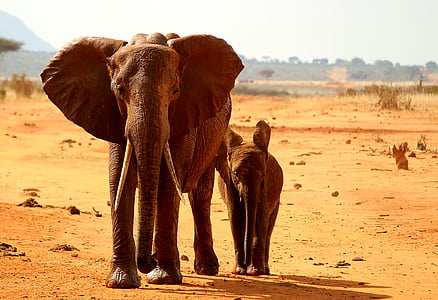 코끼리, tsavo, 젊은, 동물, 아프리카, 사파리, 광 야