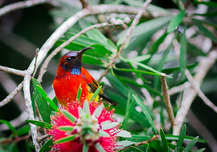 ocell Sunbird, ocells, Doi ang khang, ploma vermella, sunbird carmesí, petit, bec Corb