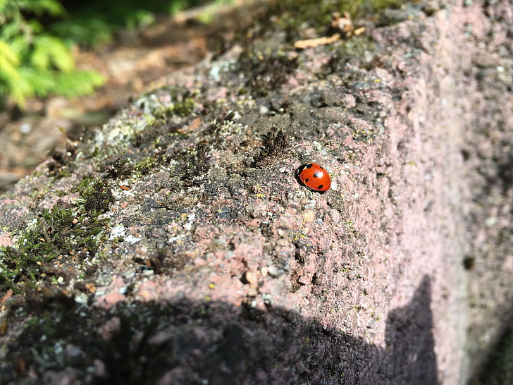 Ladybug, vara, Gândacul, natura, insectă
