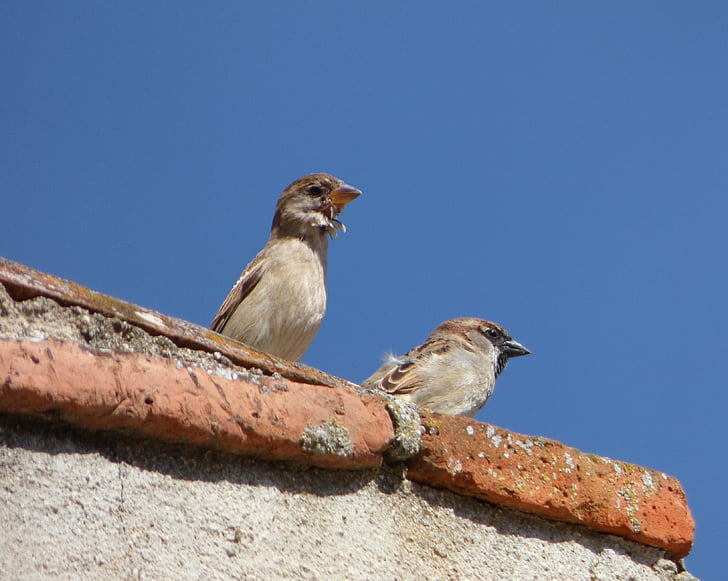 sparrows, couple, lookout, roof, birds, bird, blue