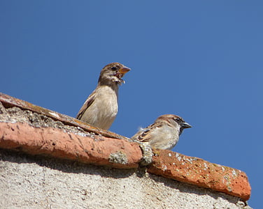 Врабчета, двойка, наблюдателен пост, покрив, птици, птица, синьо