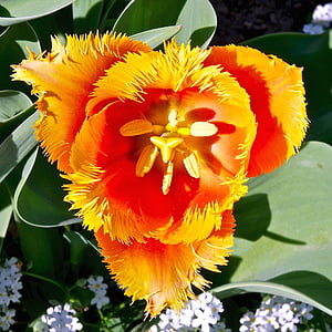 flowers, parrot tulip, orange, red, growing, floral, blossoms
