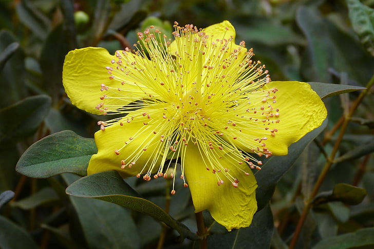 βότανο του Αγίου Ιωάννη, λουλούδι, μακροεντολή, Κίτρινο, Κήπος, άνοιξη, ανθοφορίας