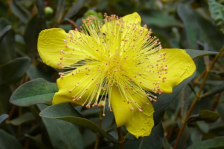βότανο του Αγίου Ιωάννη, λουλούδι, μακροεντολή, Κίτρινο, Κήπος, άνοιξη, ανθοφορίας