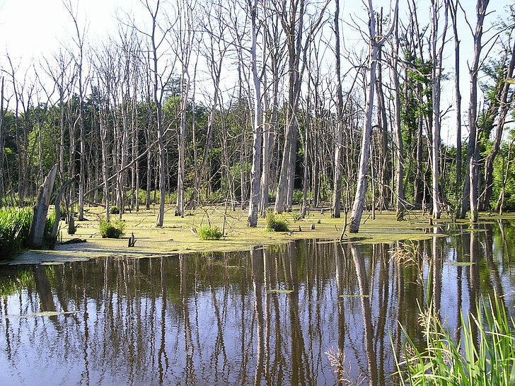 pantano, árboles, agua