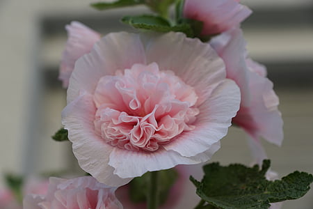 mallow, flower, rose, pink Color, nature, close-up, petal
