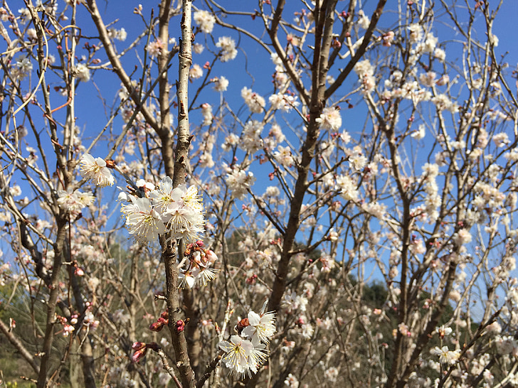 ceri, mizakura, Cherry, dan ceri, musim semi, pohon ceri