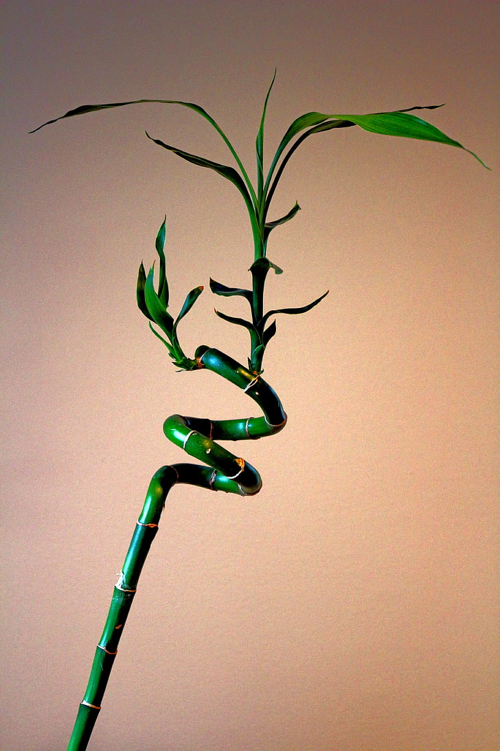 planta, bambú, bambú trenat, trenat vegetal, verd