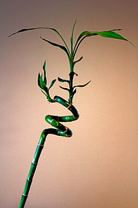растителна, бамбук, усукана бамбук, усукана растение, Грийн