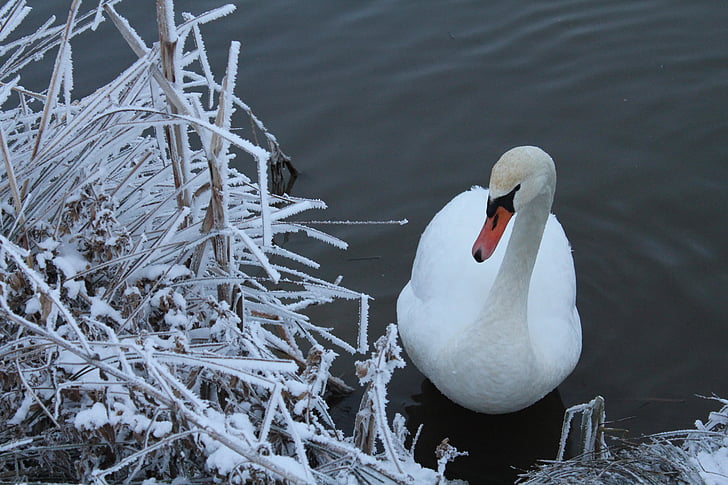 swan, snow, nature, winter, landscape, branches, winter landscape