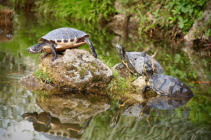 sköldpadda, dammen, naturen, vatten sköldpadda, vatten, djur, reptil