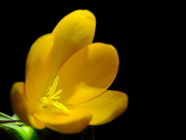 yellow, flower, plant, flowers, black, petal