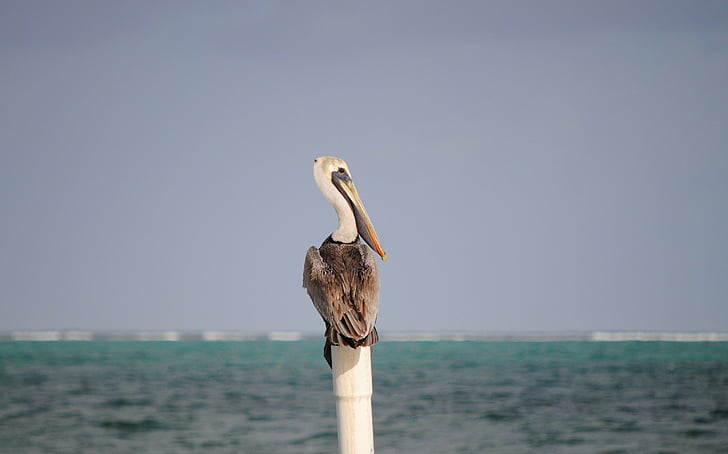 pelican, belize, bird, wild, sea, water, caye