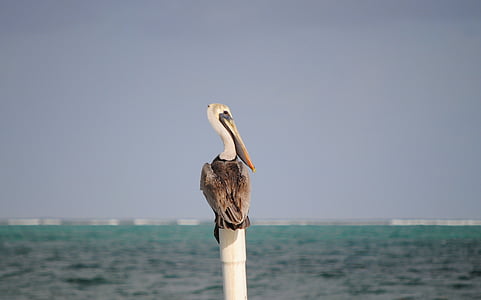 pelikāns, Beliza, putns, savvaļā, jūra, ūdens, Caye