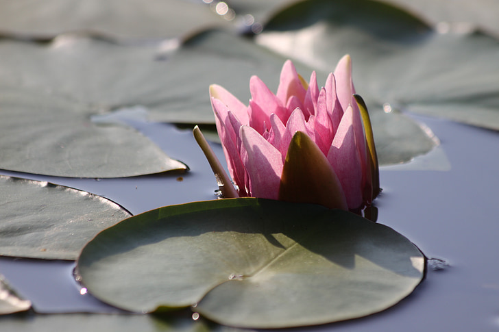 water lily, pink, in the morning