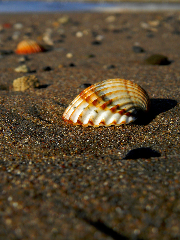 Shell, havet, Sasa, snäckor, stranden, Sand