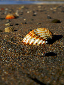 Shell, more, Sasa, škrupiny, Beach, piesok