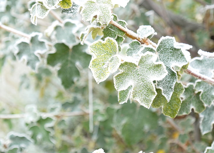 leaves, hoarfrost, rime, plant, frozen, morning, cold