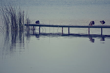 Lake, natuur, water, reflectie, bewolkt, landschap, eenden