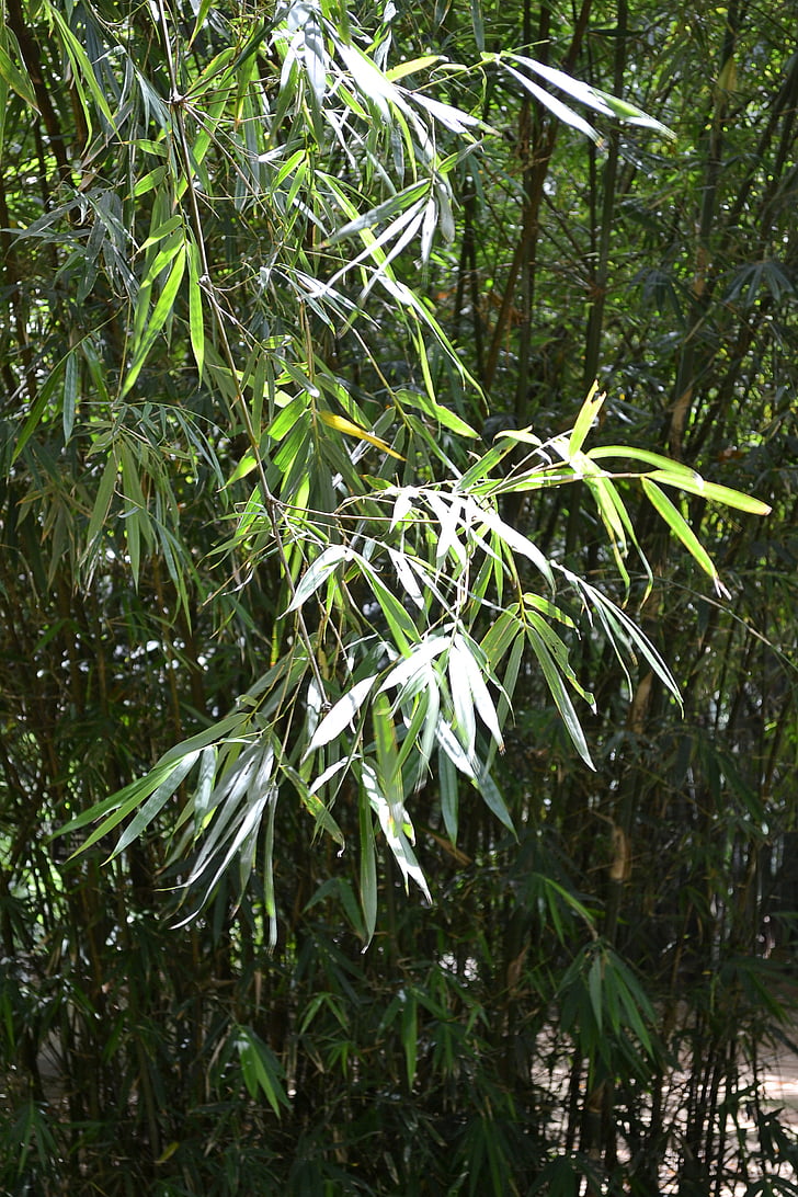 Bamboo leafs bambu, bambupuu, kasvit, kasvi, Luonto, Wild, Sri Lankassa
