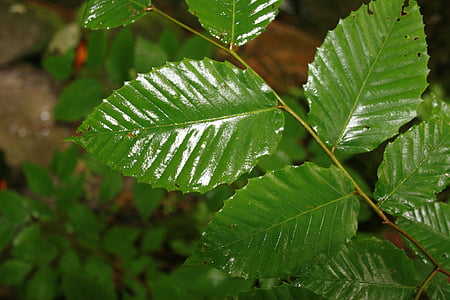 foglie, bagnato, pioggia, verde, piuttosto, natura, bella