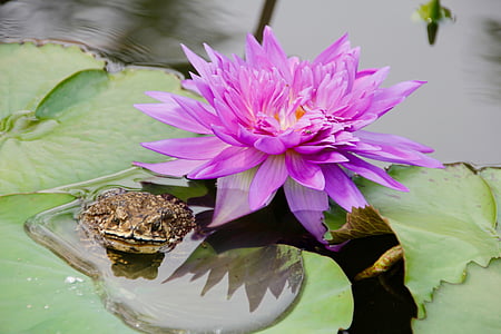 water lily, purple, blossomed, blossom, bloom, pond, aquatic plant