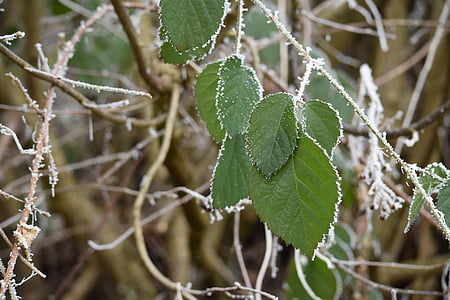 inverno, Eiskristalle, freddo, foglie, ghiaccio, congelati, foglia