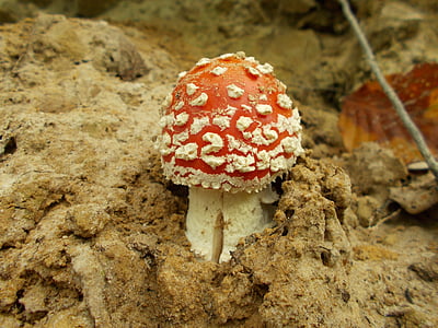 Fly agaric, houby, Muchomůrka červená, toxický, závod, jedovatý