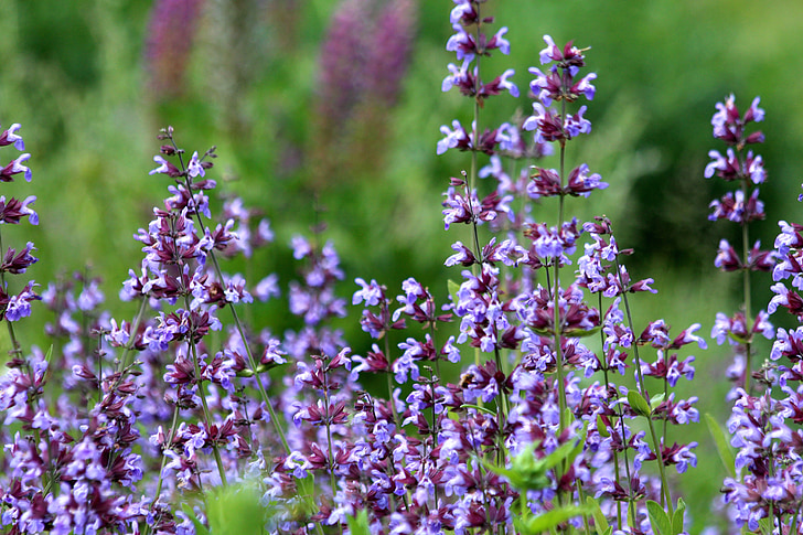 fleurs violettes, fleurs d’été, été, fond vert, herbe, Bloom, plantes