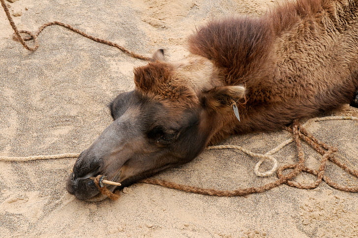 camell, empobrida, cansat, descans, resta