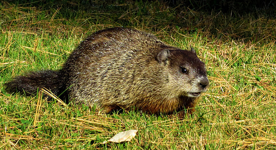 Groundhog, hakkespett, whistlepig, dyreliv, natur, stående, villmark