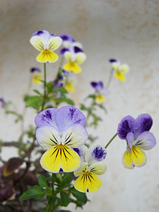 Viola, pansy, ungu, kuning, bunga, mekar
