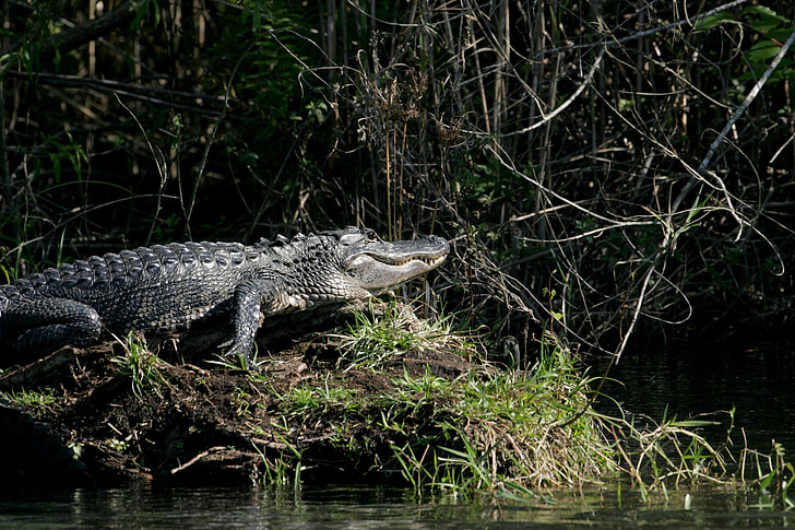 alligator, water, sunning, bank, shore, reptile, swamp