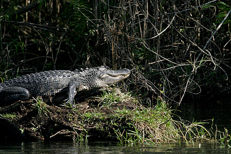 alligator, water, sunning, bank, shore, reptile, swamp