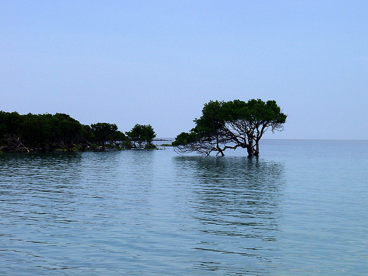 mangroves, eau, eau peu profonde, arbre, marée haute