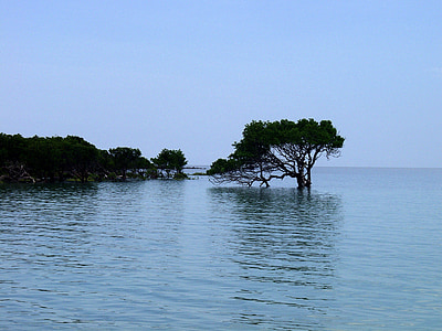 mangroves, water, shallow water, tree, high water