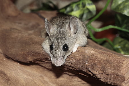 close-up, macro, mouse, rodent