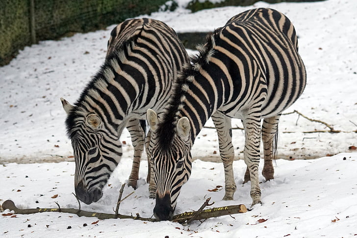 Zebra, Chapman Steppe zebra, Unpaarhufer, wie ein Pferd, Tierfotografie, Schnee, Winter