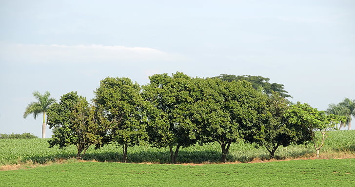 stromy, Příroda, Woods, krajina, strom, zemědělství, v lůně Titánů