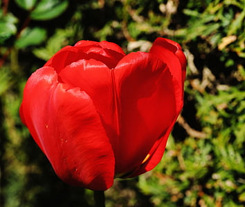 Tulpe, Blüte, Bloom, Blume, Frühling, Anlage, rot