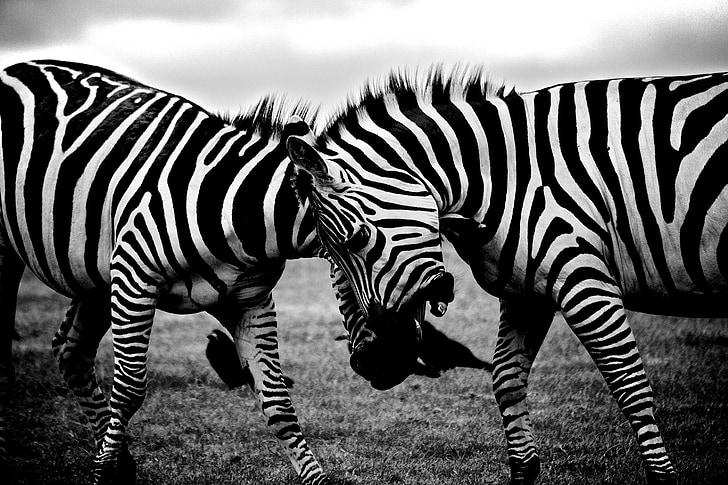 зебры, сафари, Животные, Африка, Дикая природа, Природа, млекопитающее